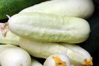 concombre blanc local