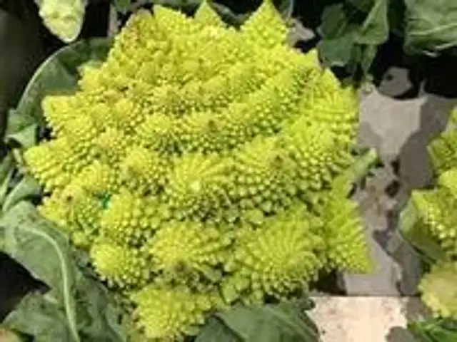 chou romanesco local