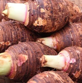 taro de montagne local