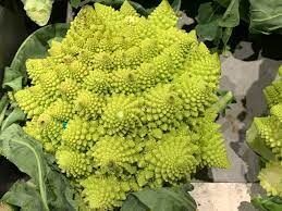 chou romanesco import front packaging