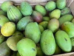 mangue peters local