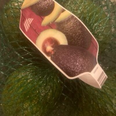 Avocado