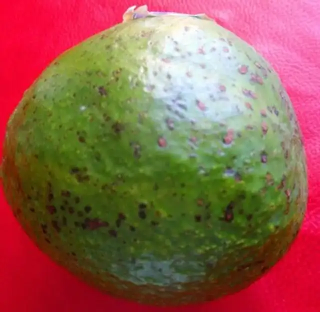 Avoca