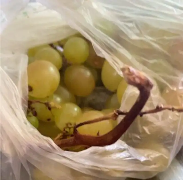Raisin italia