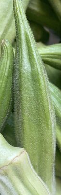Okra