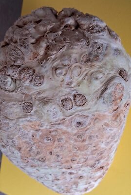 Knollensellerie front packaging