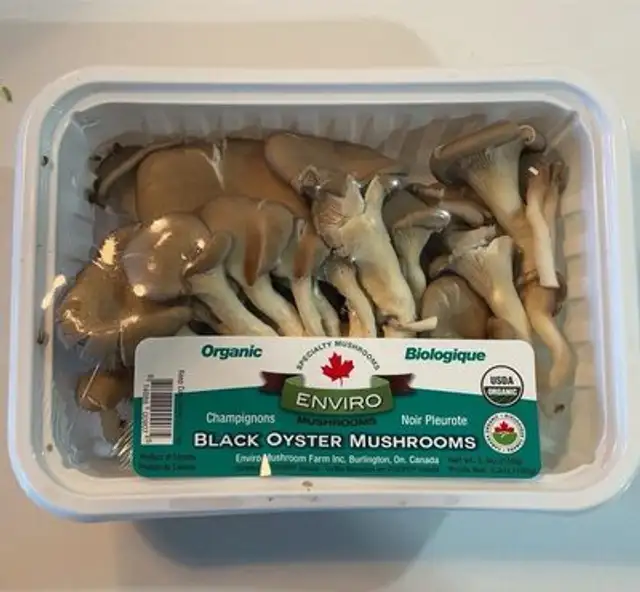 Black Oyster Mushroom