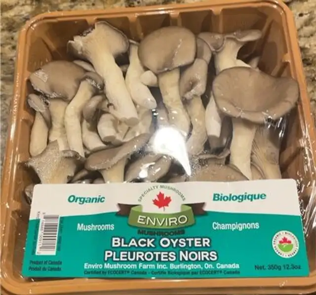 Black Oyster Mushrooms