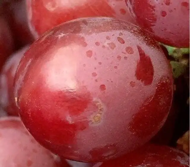 Raisin rouge