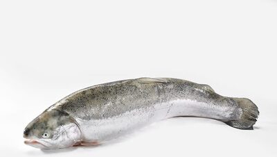 Hel Ørret Oppdrett pr Kg