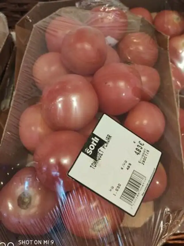 Tomate penjat