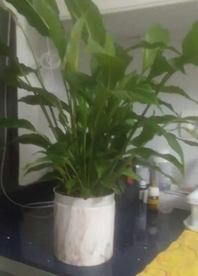 Unknown front packaging