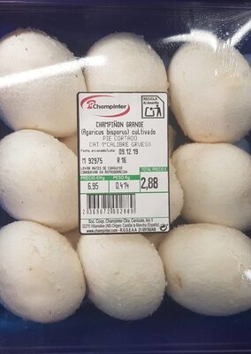 Champinter champiñón grande