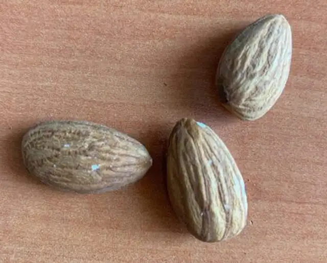 Amandes décortiquées