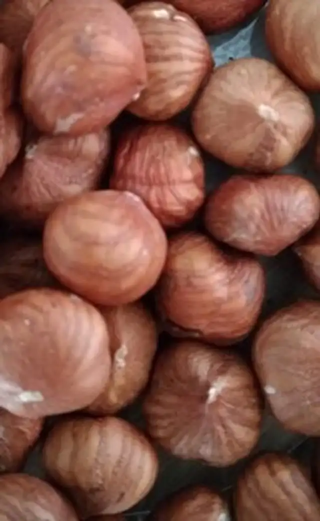 Noisette décortique