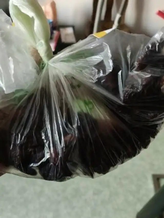 Raisin secs thompson jumbo