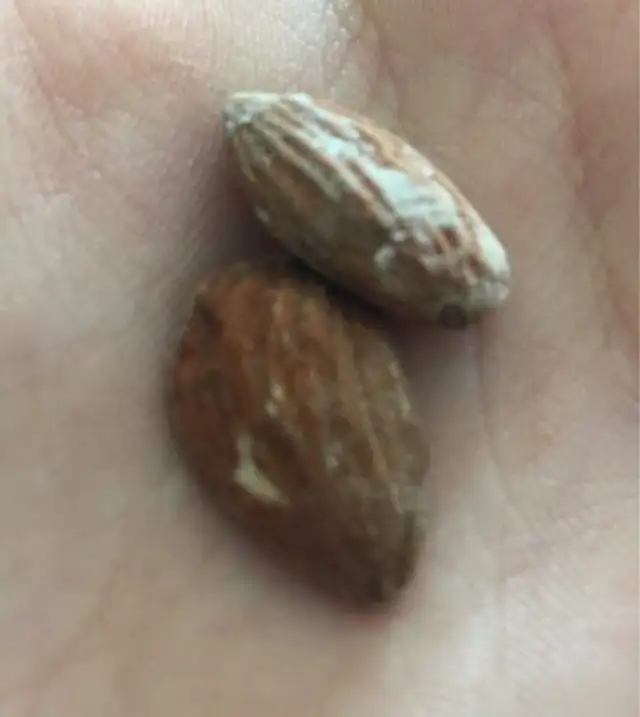 Amandes grilles a sec et salées