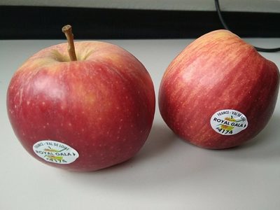 Pomme gala