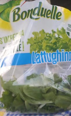 Lattughino