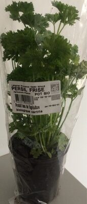 Persil frisé en pot