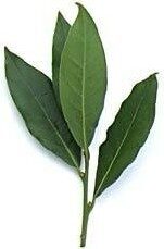 Laurier en feuilles, pot