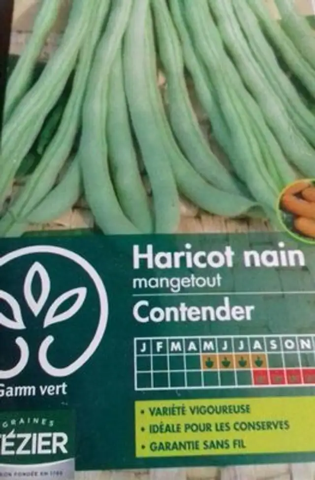 GRAINES DE HARICOTS NAINS