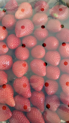 Fraises