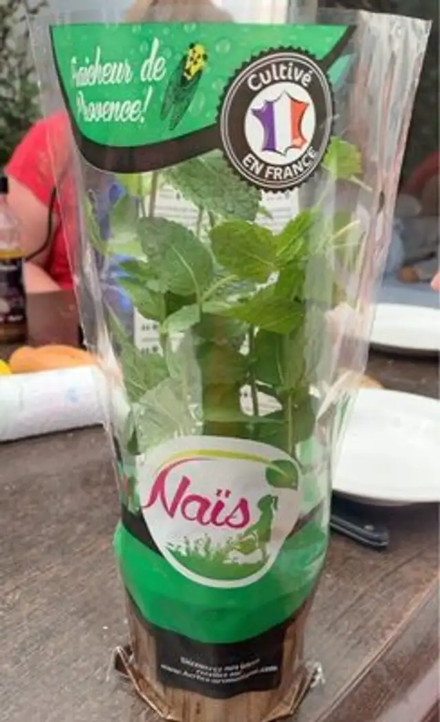 Menthe bio