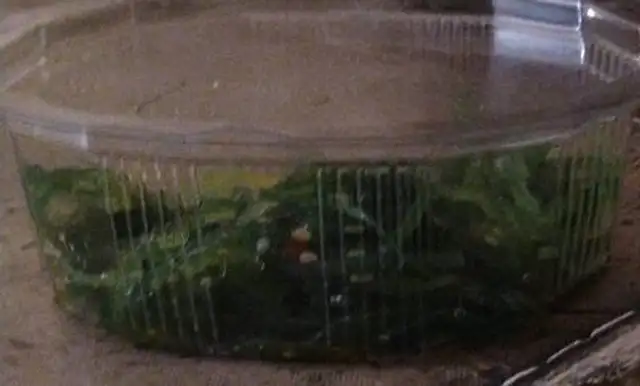 B21 salade wakamé