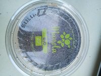 Graines de pavot bleu