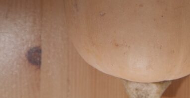 Butternut