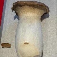 Kräuterseitling front packaging