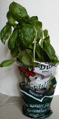 Basilikum