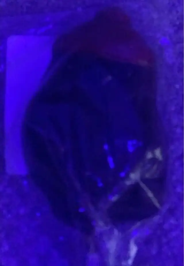 chocolate