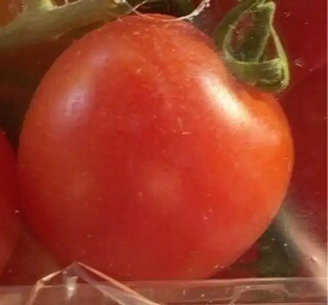 Cherry tomate