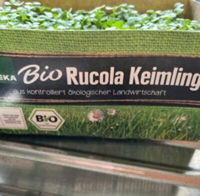 Rukola Keimlinge