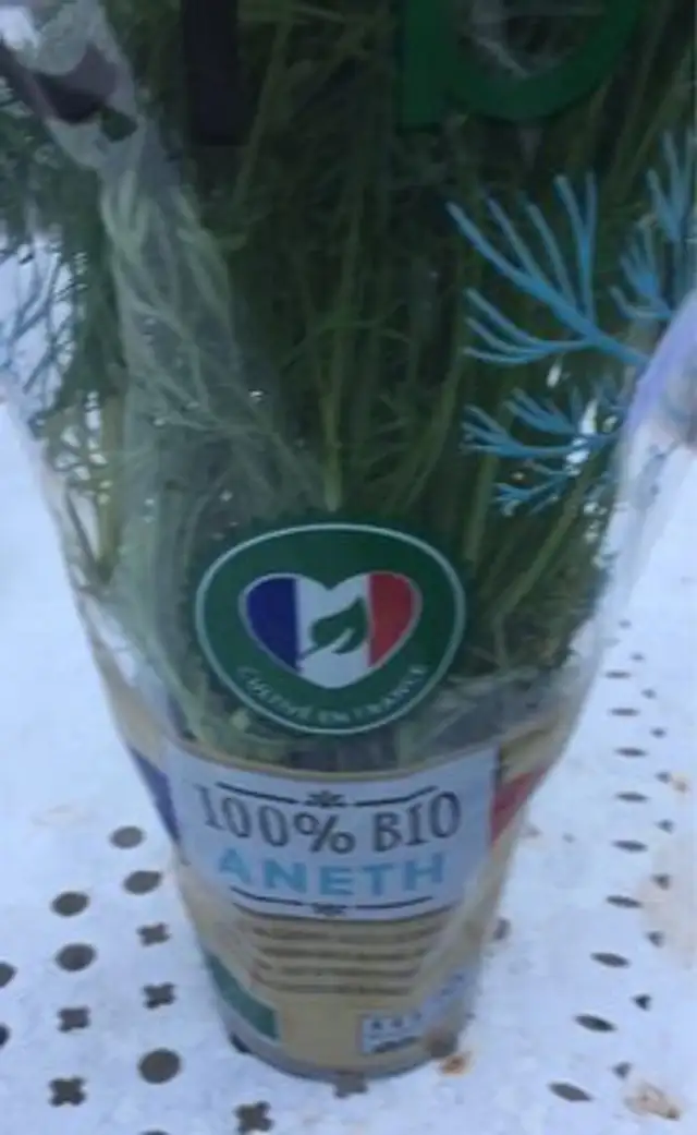 Aneth - plante en pot front packaging
