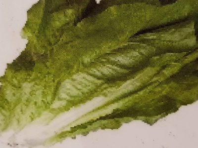 Salade Romaine