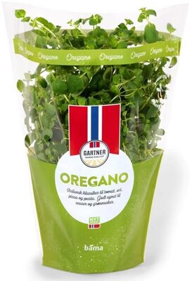 Oregano 12cm Stor Potte