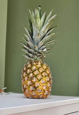Ananas comosus