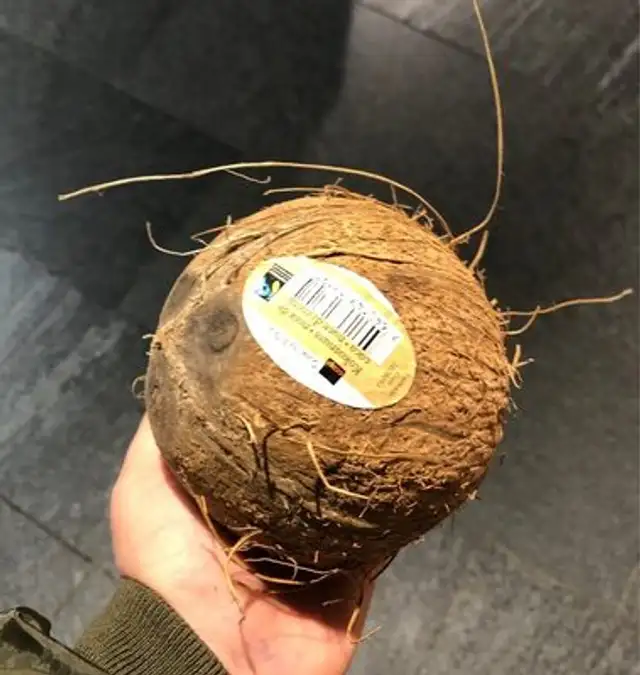 Noi coco