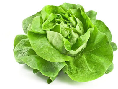 Salanova Mini Lisa Verde La Vita 100g