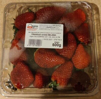 FRAGOLE varietà MELISSA