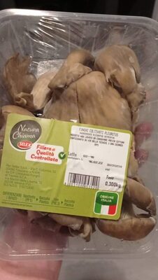 Funghi coltivati pleuritus