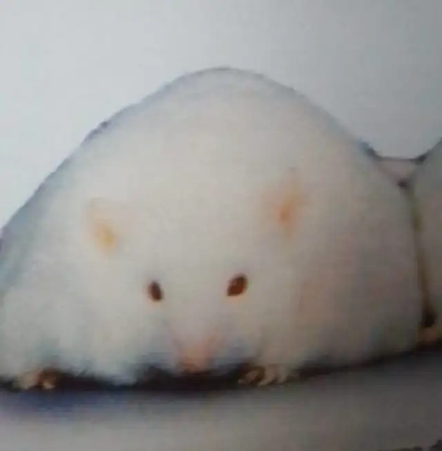 Topo obeso