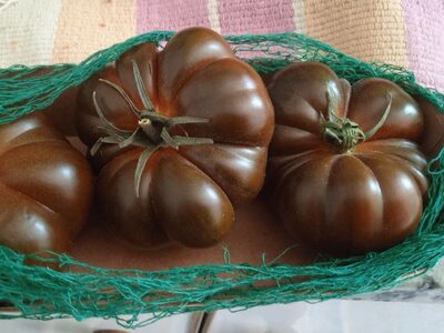 Tomate ecológico adora front packaging