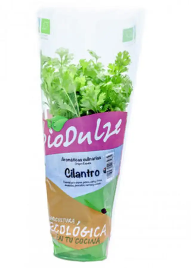 Maceta bio dulze cilantro