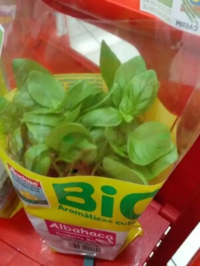 Albahaca