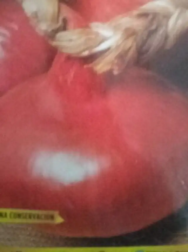 Cebolla roja de zalla