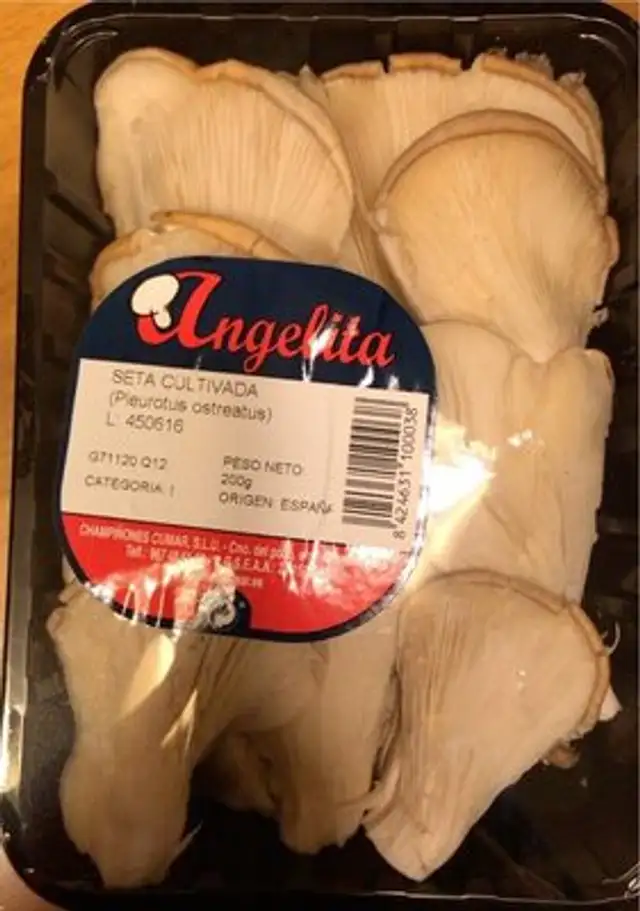 Seta cultivada